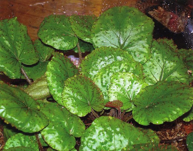B. limprichtii